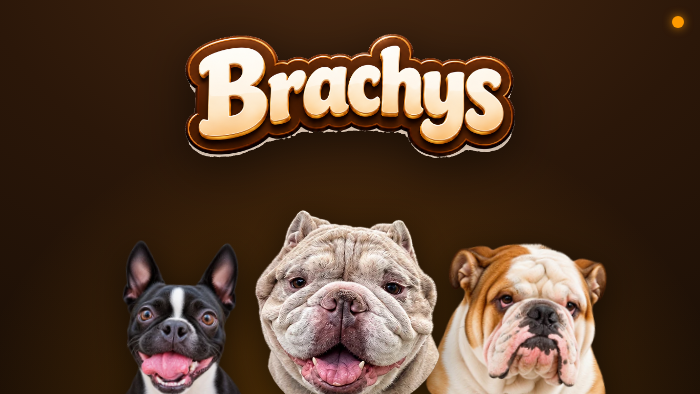 Brachys key art: the Brachys wordmark above three brachycephalic dogs