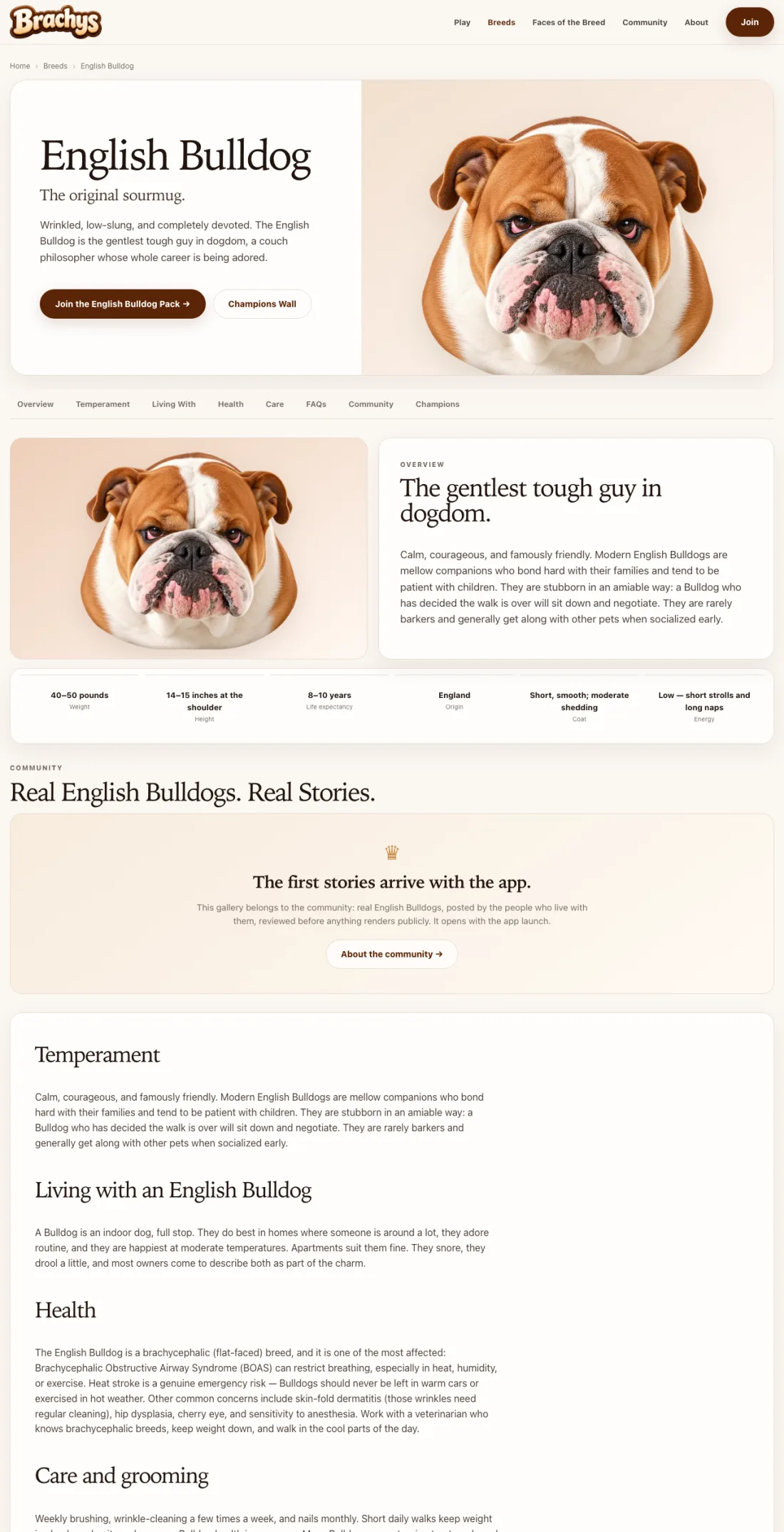 A full-page capture of brachys.com/breeds/english-bulldog