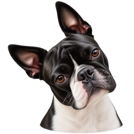 A Boston Terrier in Brachys